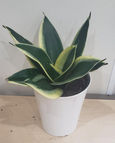 Lotus Birdnest Sansevieria